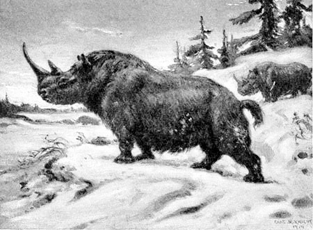 Так виглядали носороги 24 тис. років тому