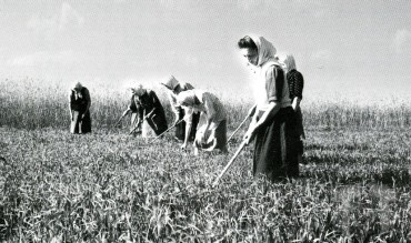 Прополювання вівса у колгоспі, 1948 р.