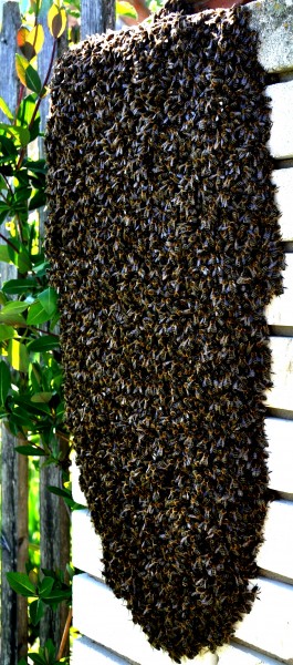 Бджолиний рій