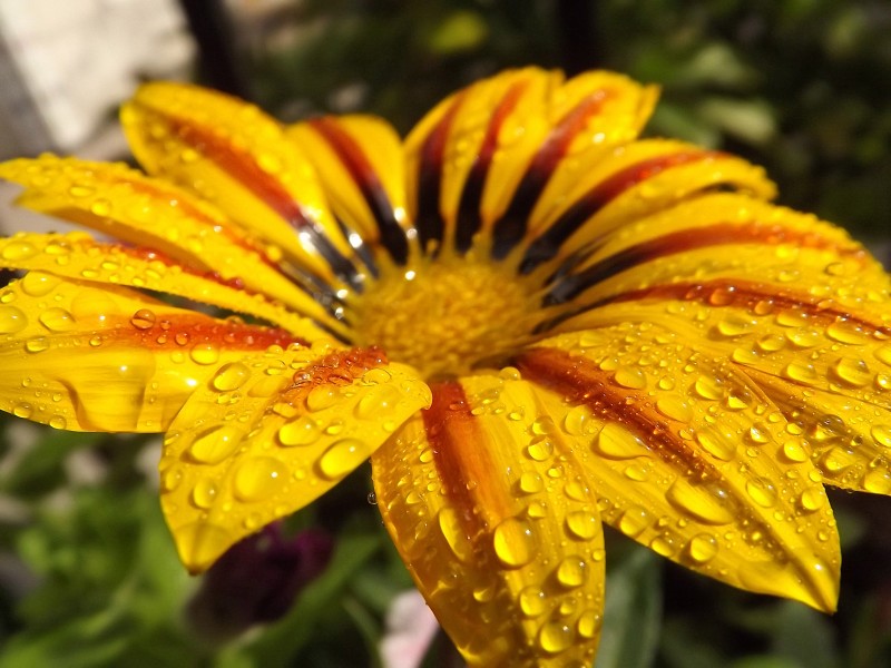 Чудове поєднання чудових квітів та крапель дощу.