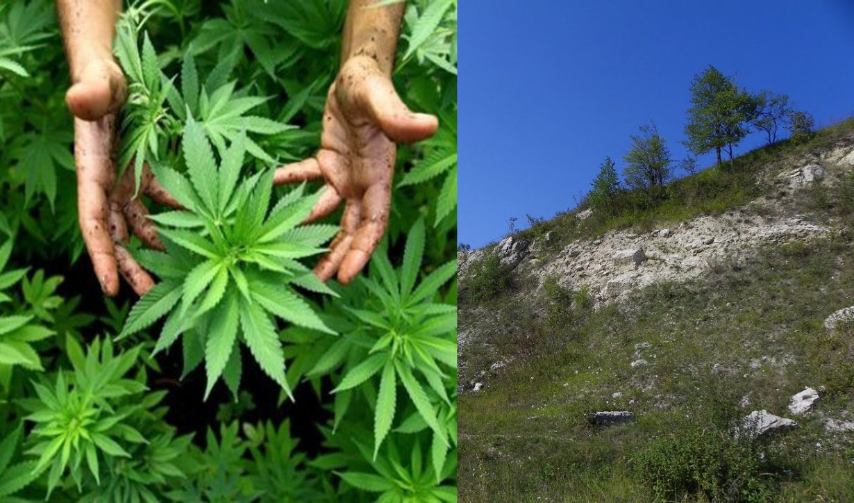 Франківець заявив поліцейським, що знайшов марихуану на Вовчинецьких горах