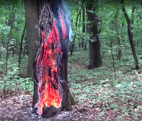 пожежа дерево