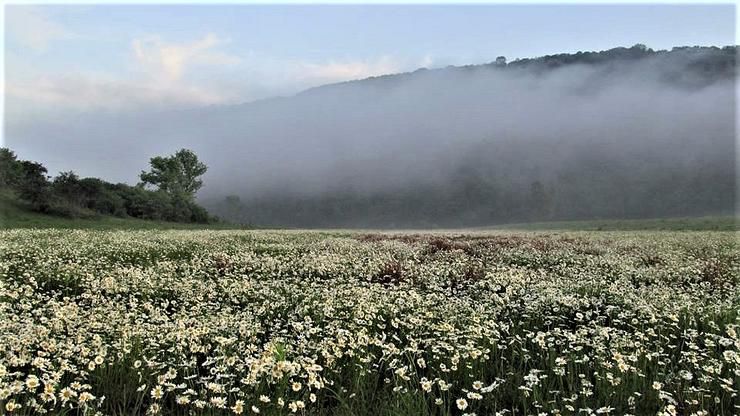 Неймовірна краса: на Прикарпатті зацвіло 25 гектарне ромашкове поле: фото