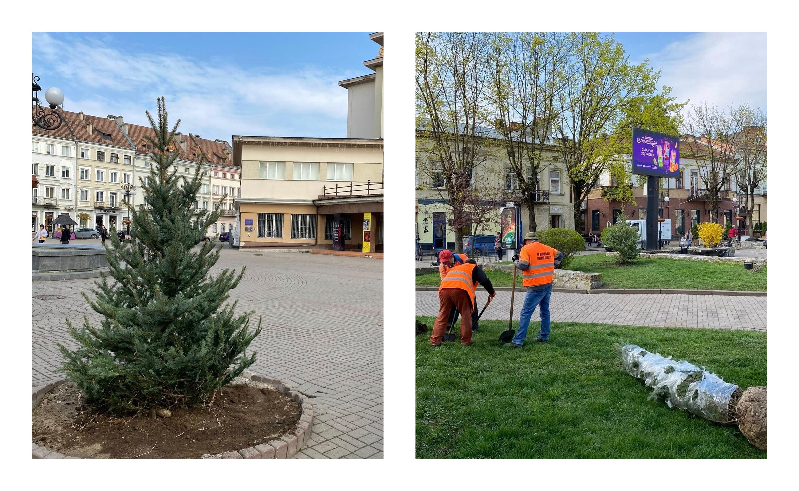 У центрі Франківська висадили ялинки та кулясті клени