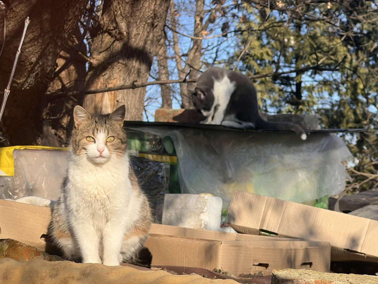 Містечко котячих гуртожитків: у Франківську в дворі облаштували будиночки для безпритульних пухнастиків