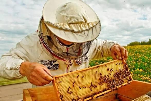 Бджолярі Прикарпаття можуть отримати часткове відшкодування за придбану техніку
