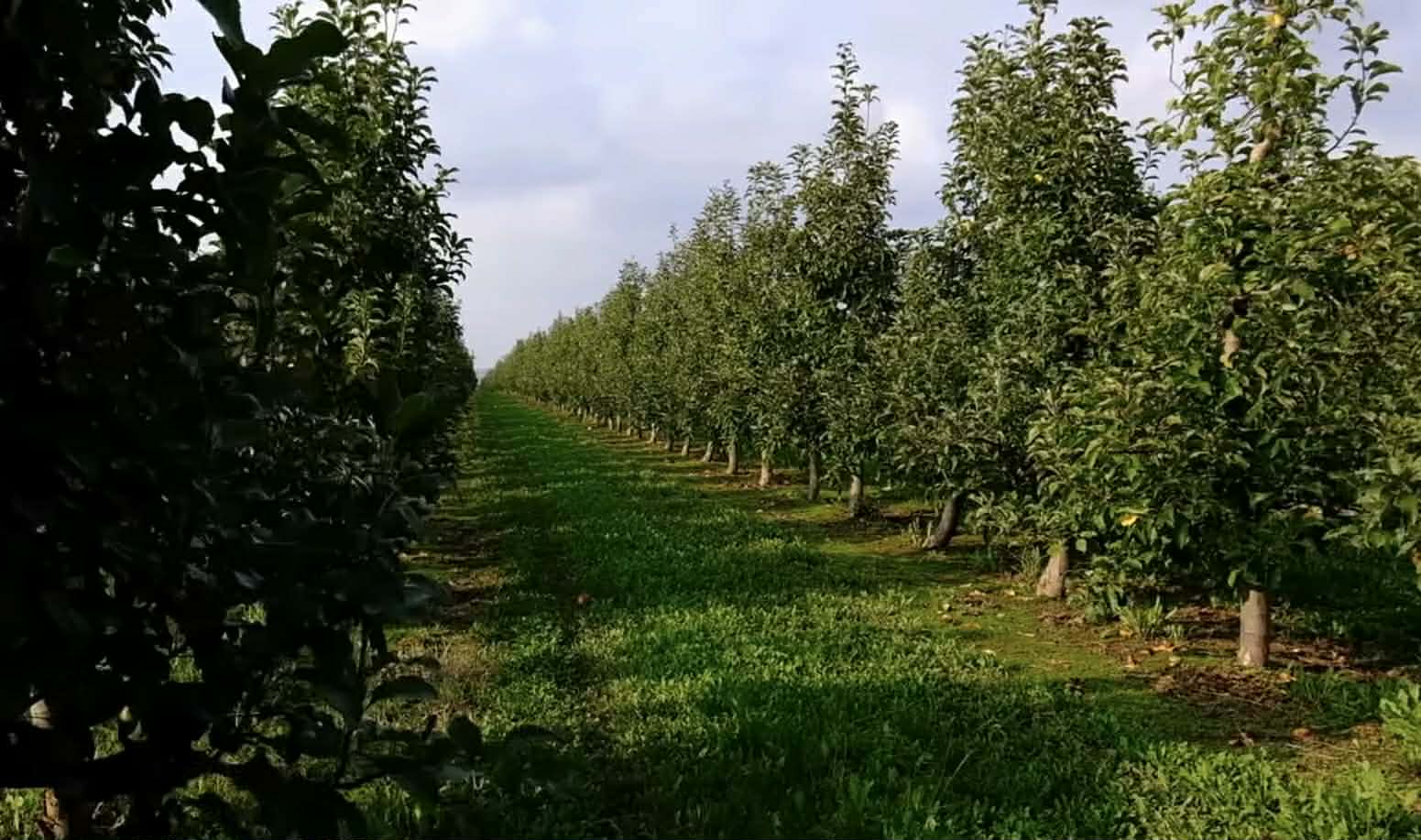 Через брак працівників підприємець вирубає 15 гектарів яблуневого саду