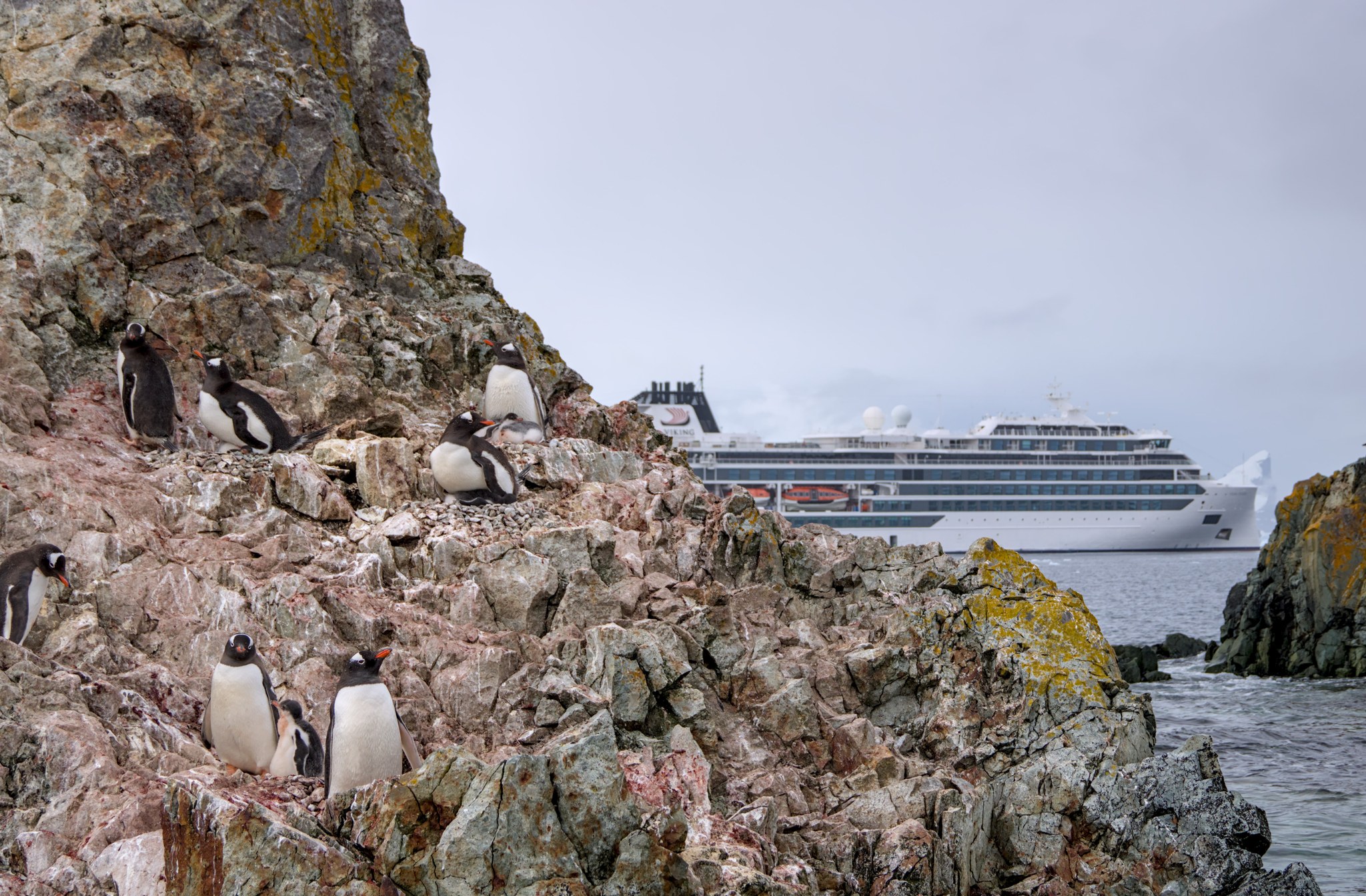 Українські полярники встановили рекорд на конкурсі наукових зображень для Вікіпедії