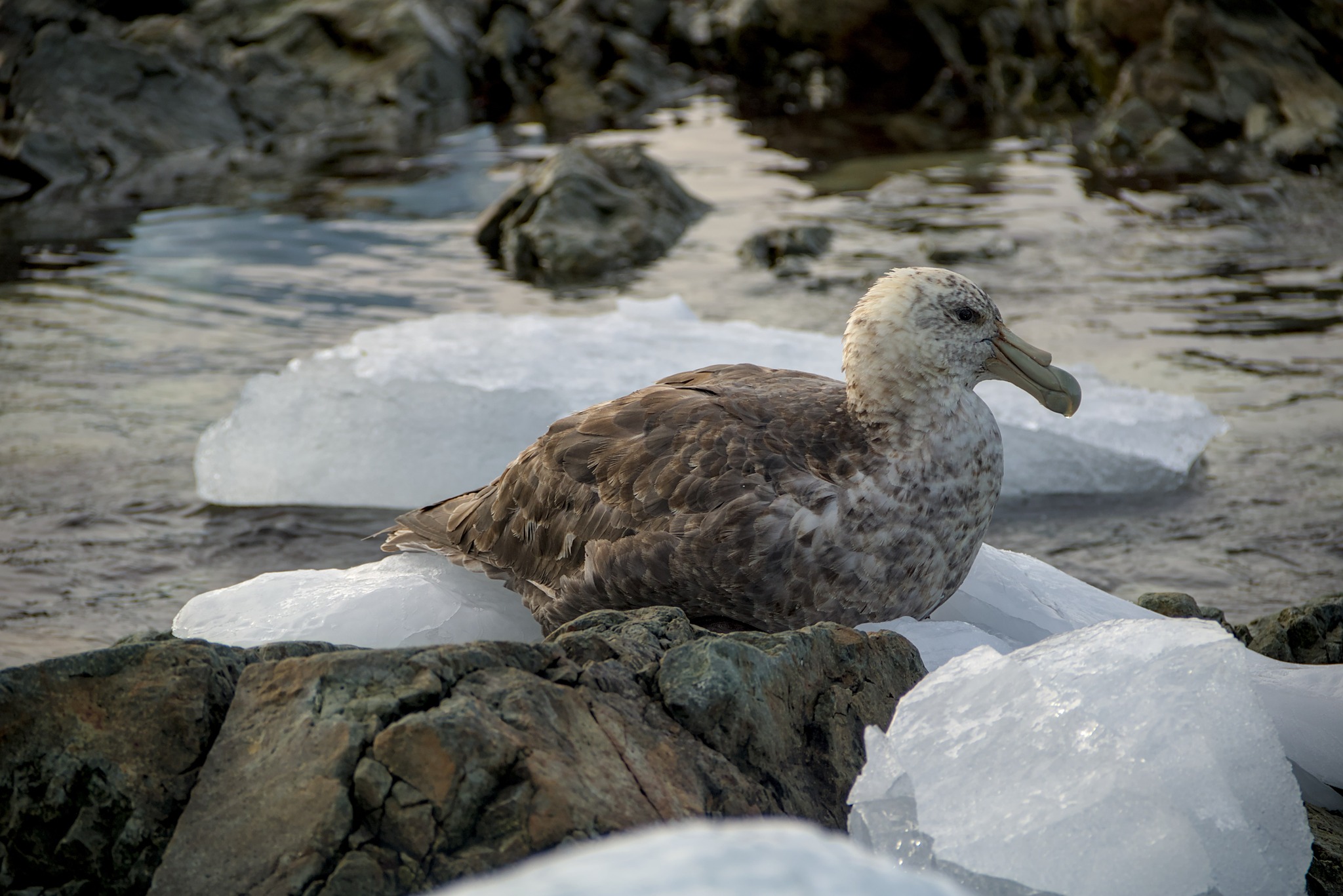 Українські полярники встановили рекорд на конкурсі наукових зображень для Вікіпедії