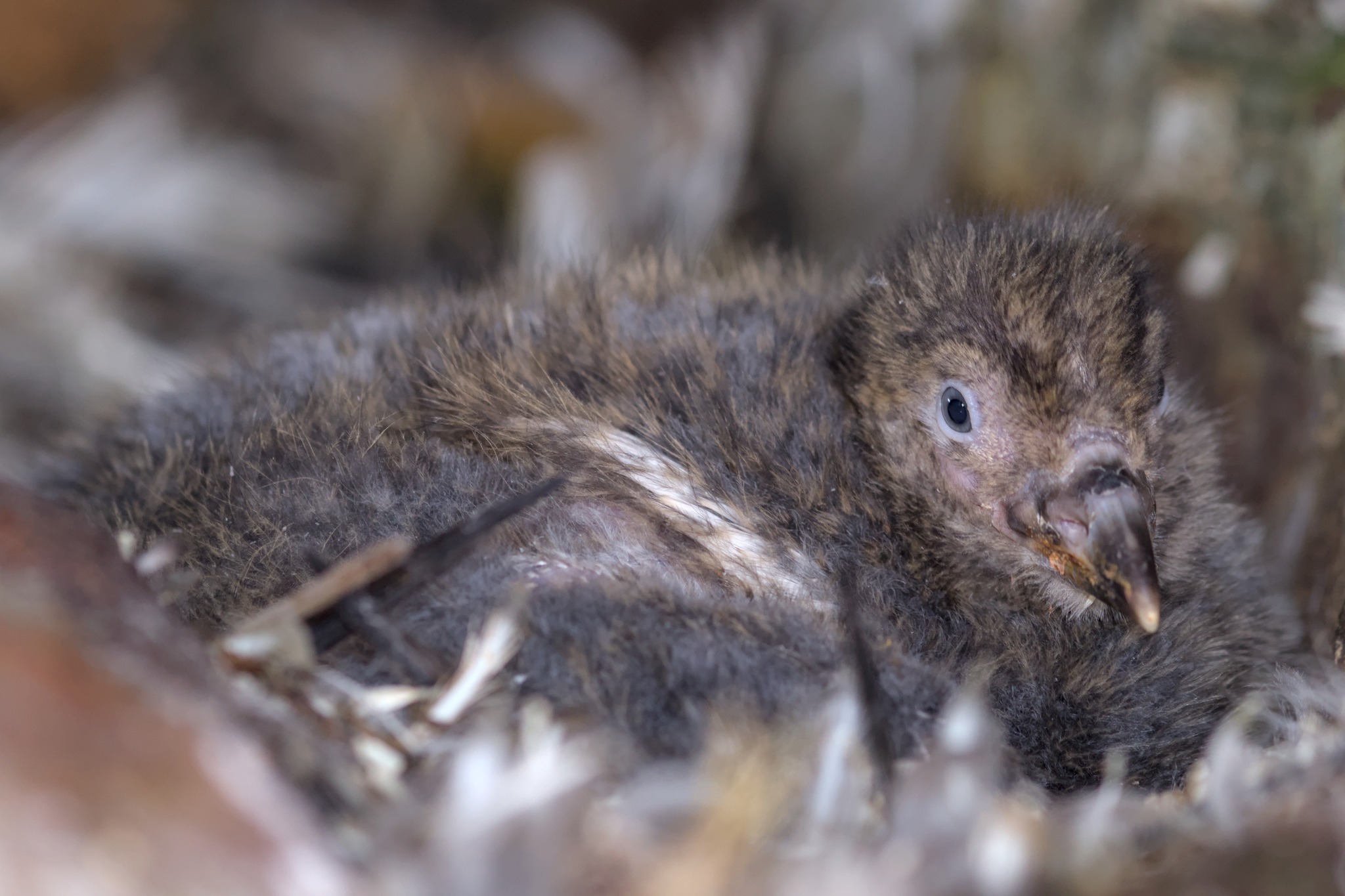 Українські полярники встановили рекорд на конкурсі наукових зображень для Вікіпедії