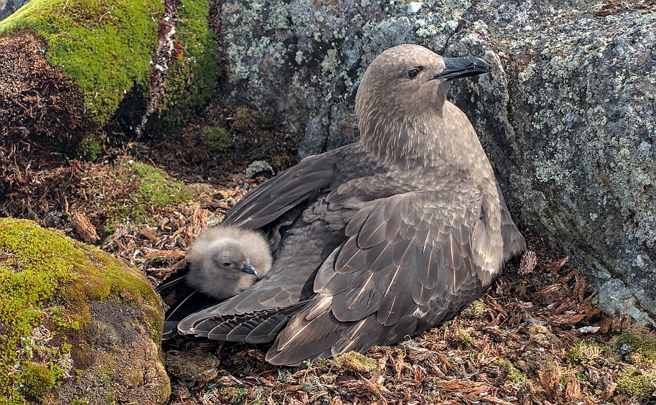 Українські полярники встановили рекорд на конкурсі наукових зображень для Вікіпедії