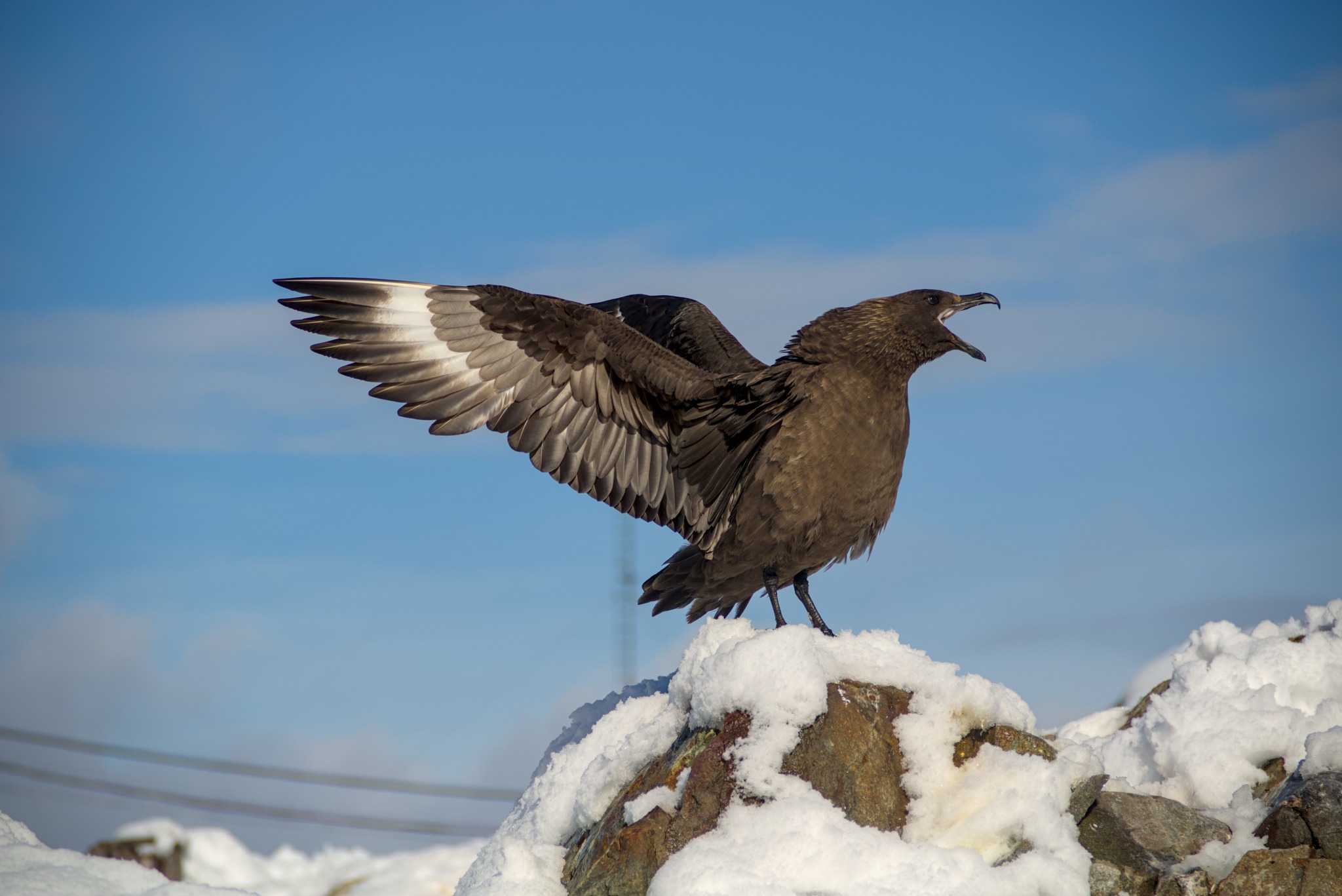 Українські полярники встановили рекорд на конкурсі наукових зображень для Вікіпедії