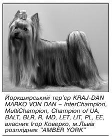 йоркширський тер’єр KRAJ-DAN MARKO VON DAN – InterChampion, MultiChampion, Champion of UA, BALT, BLR, R, MD, LET, LIT, PL, EE, власник Ігор Коверко, м.Львів розплідник "AMBER YORK"