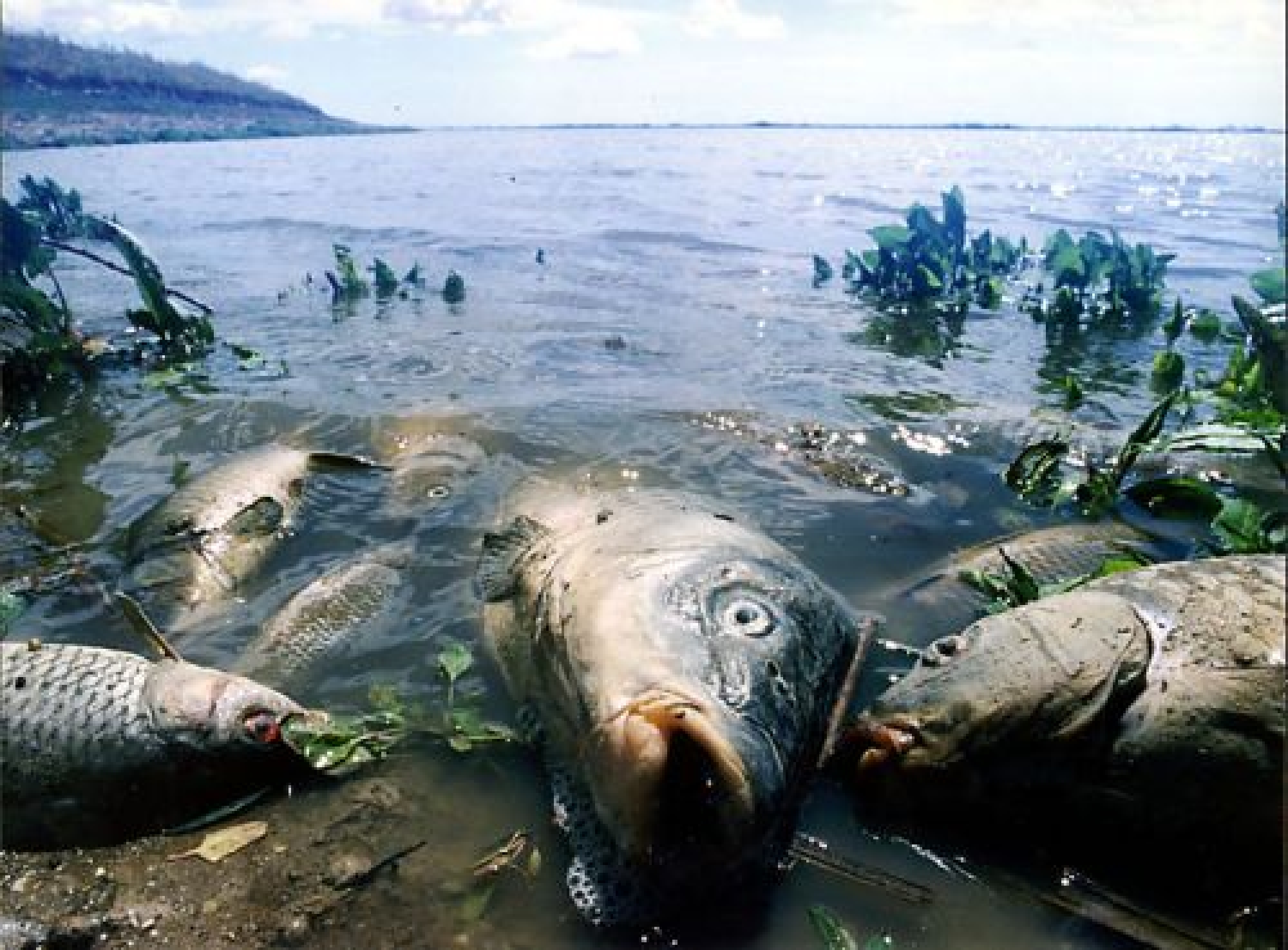 Человек в мире гибнет. Экологическая катастрофа. Загрязнение воды. Посдствия загрязнения водоёмов. Вымирание животных из за загрязнения вод.