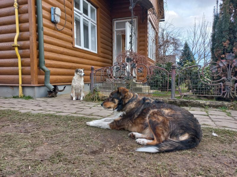 На Франківщині жінка облаштувала у себе на подвір’ї притулок для чотирилапих ФОТО