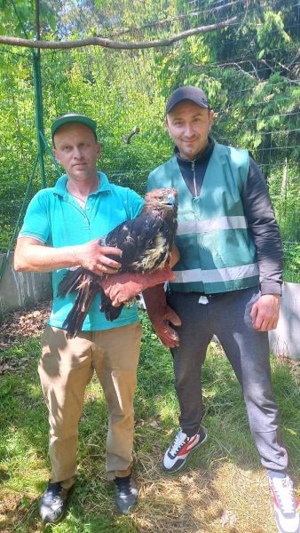 У Галицький НПП передали червонокнижного орла з приватного зоопарку
