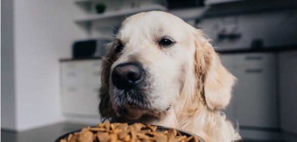 Небезпечні м'ясні продукти у їжі для собак