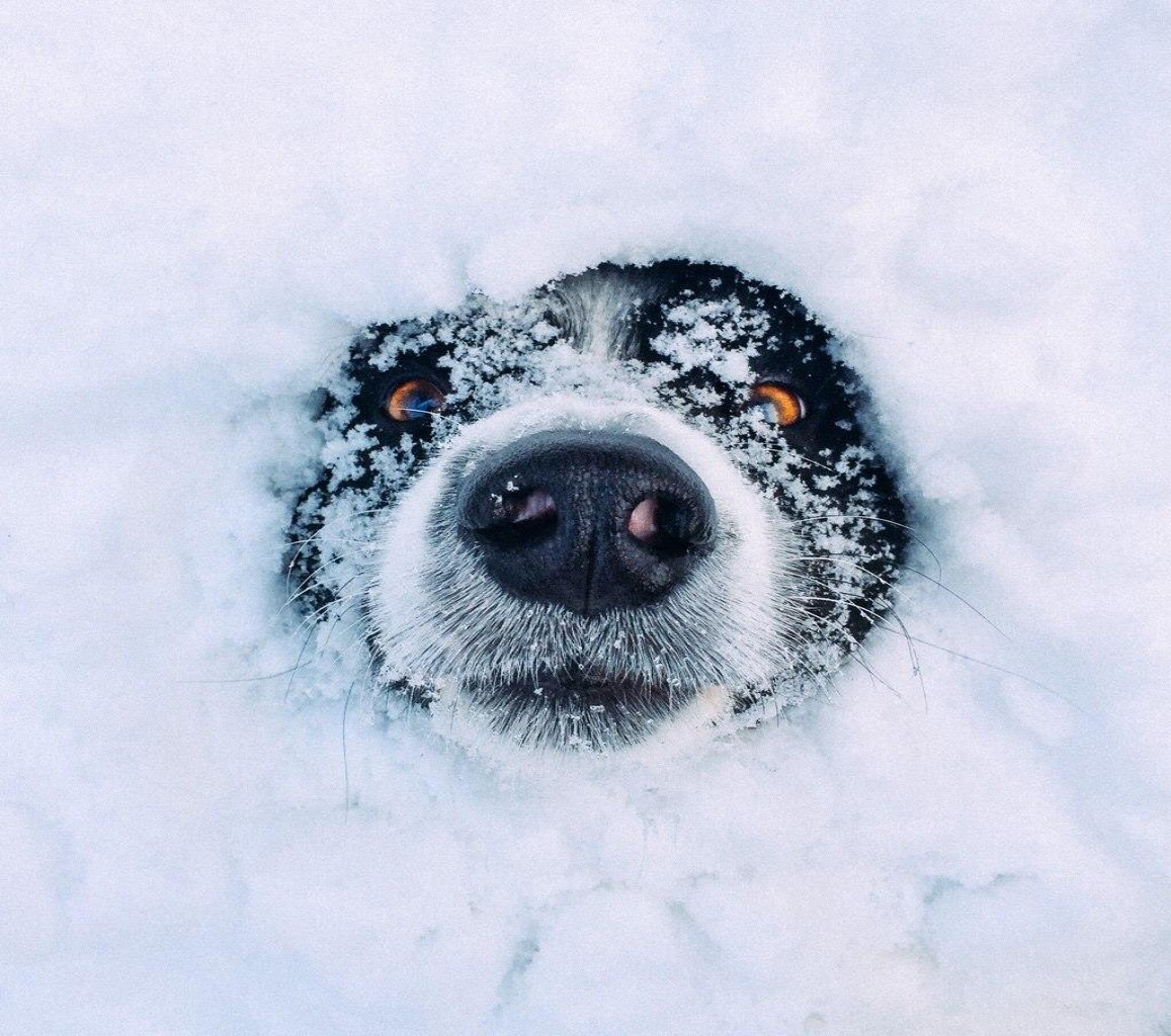 Благодаря выпавшему снегу. Смешная собака в снегу. Собака морда в снегу. Доброе Снежное утро. Доброе утро снег собака.
