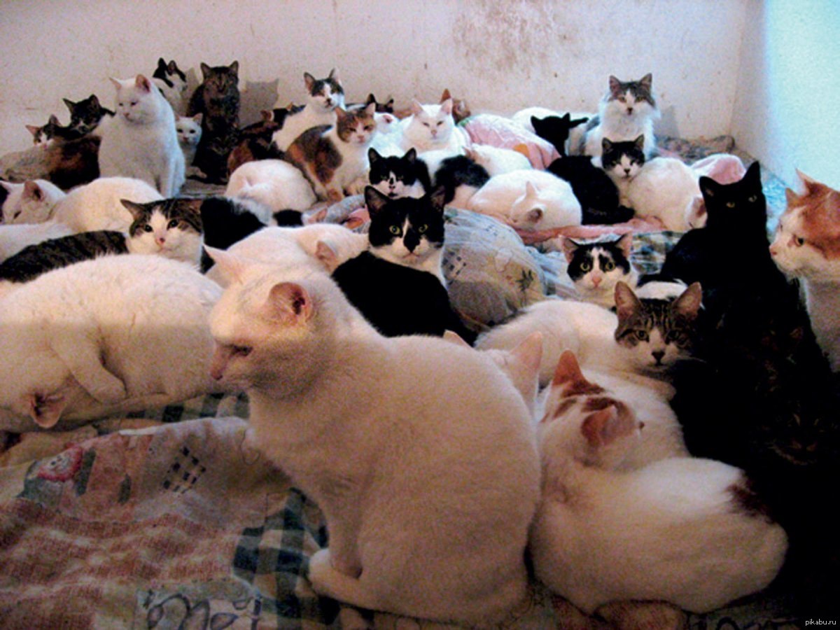 Люба все в кучу. Много кошек. Много котиков. Много котов в квартире. Человек и много кошек.