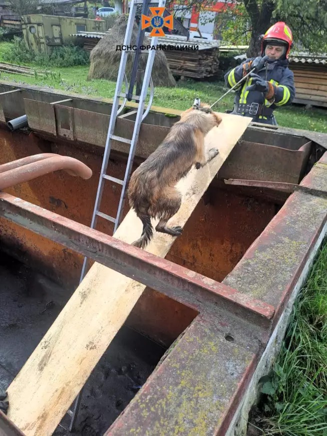 У Верховині врятували собаку, який впав у закинутий резервуар