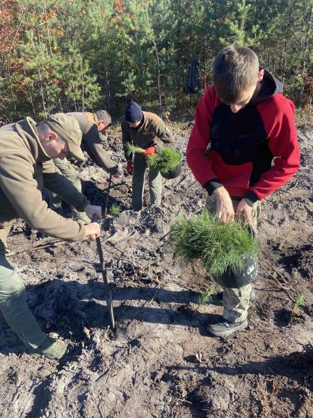 У Карпатах продовжують висаджувати ліс