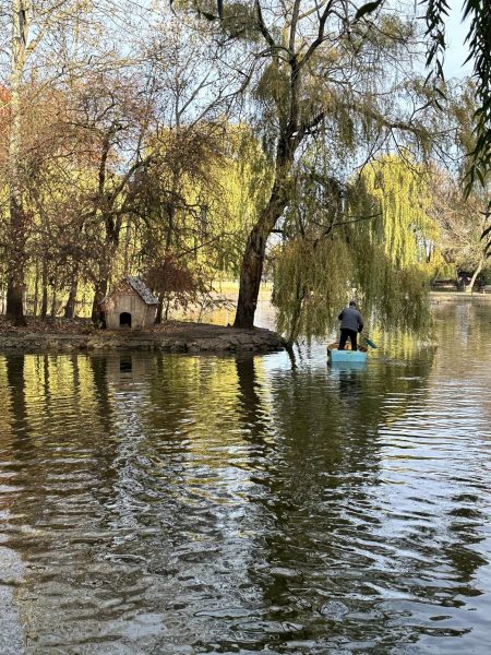 Після загибелі пари лебідь з франківського парку відмовляється від їжі