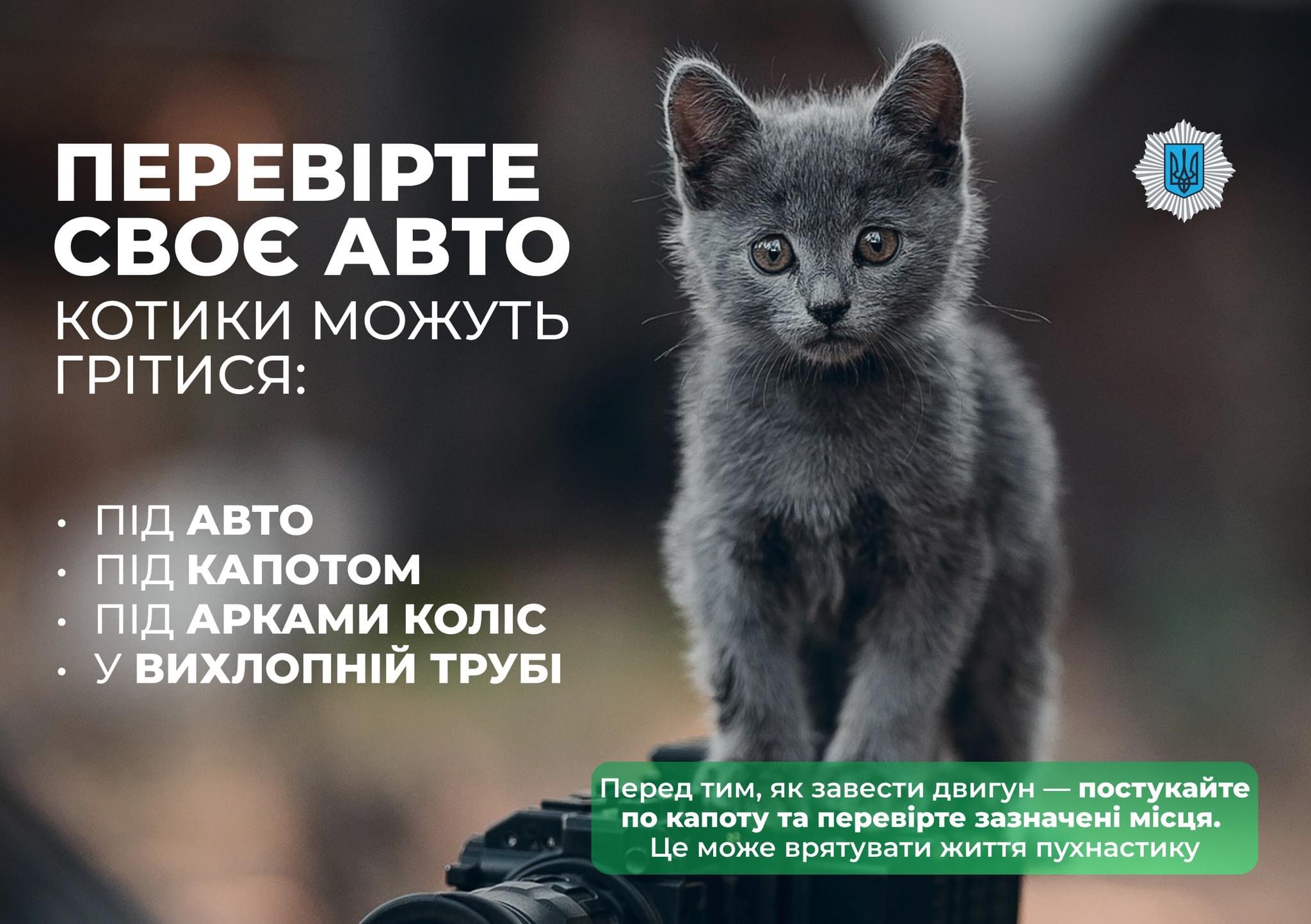 Можуть грітись коти: поліція просить водіїв перевіряти авто перед поїздкою