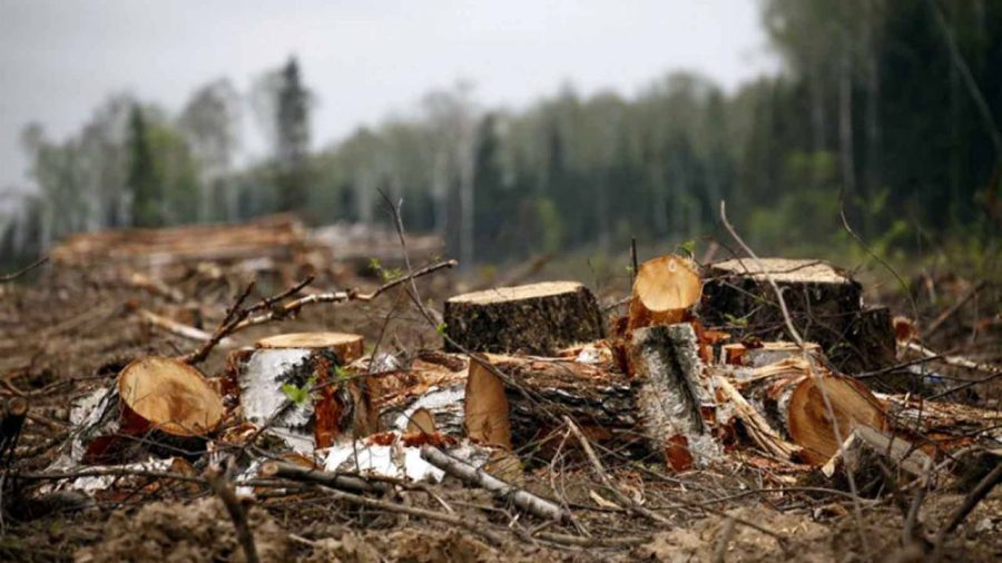 На Прикарпатті з посадовця стягнули понад 4,5 млн грн за незаконні рубки лісу