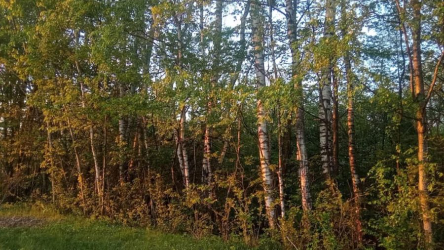 Смачно та корисно: прикарпатець розповів про власні правила збирання березового соку (фото)