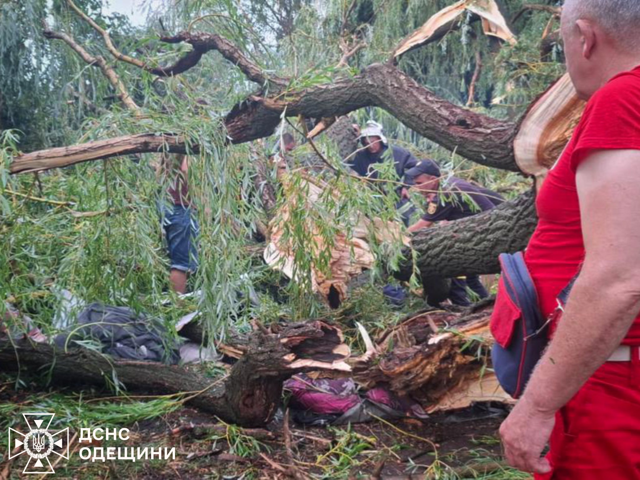 На Одещині дерево упало на намет з підлітками: є загиблий (ФОТО)