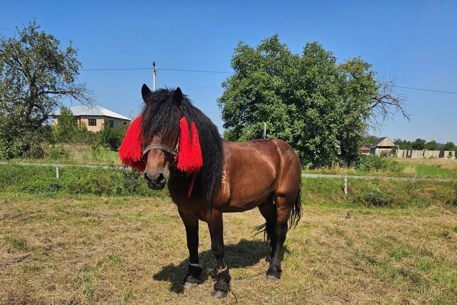 Кінський світ – хороший світ, але люди в ньому погані: у Косові відбувся фестиваль конярства «Огир-Фест»
