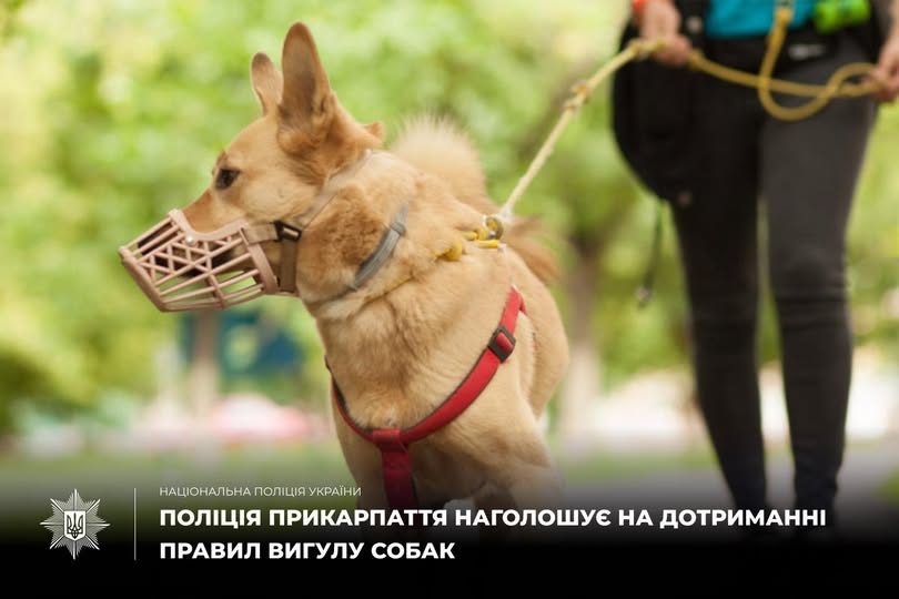 У Коломиї притягнули до відповідальності жінку за порушення правил вигулу собаки