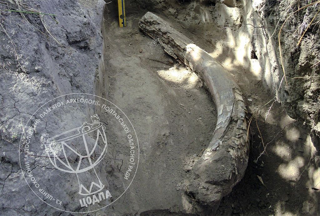 На Полтавщині під час копання глини вирили бивень мамонта