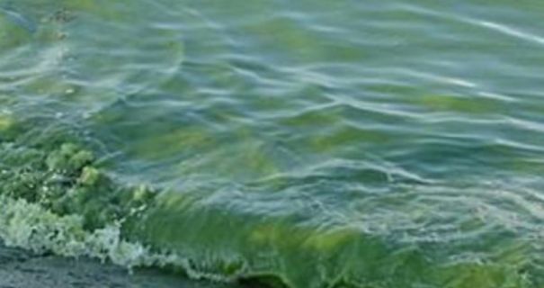 “Цвітіння” моря в Одесі: токсичні речовини перевищують норму у п’ять разів
