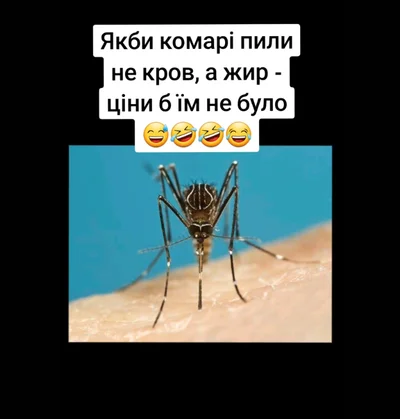 Анекдот дня