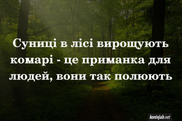 Анекдот дня