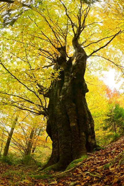 Прикарпатський бук може представити Україну в конкурсі “Європейське дерево року”: як проголосувати