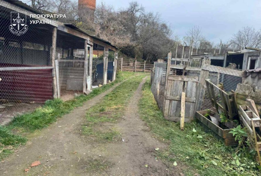 У Хмельницькому з вольєра на волю втекли дві левиці