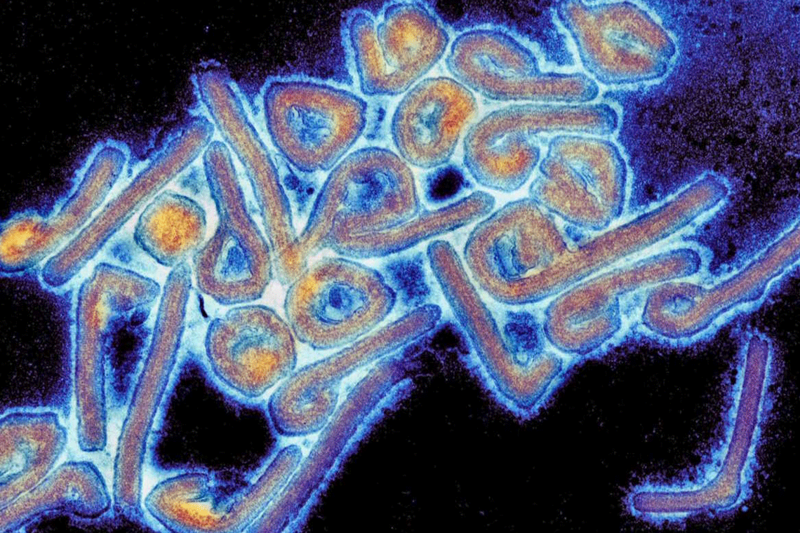 Схожий на Еболу: в Ефіопії зафіксували спалах вірусу, від якого немає вакцини